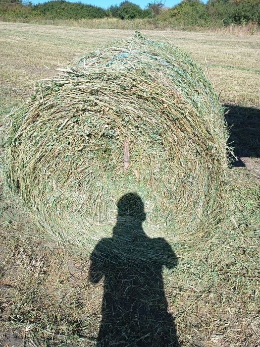 Baloti lucerna coasa 3