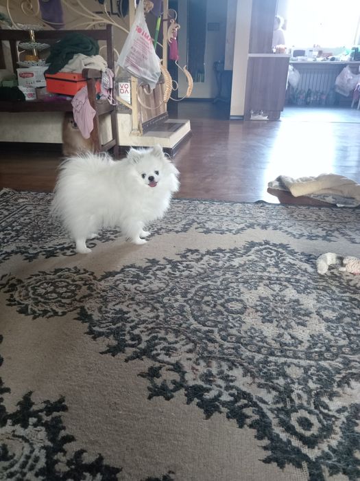 Продам шпиц померанский