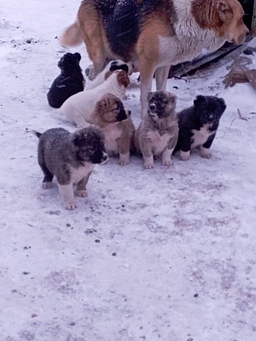 Тигровая сука продается