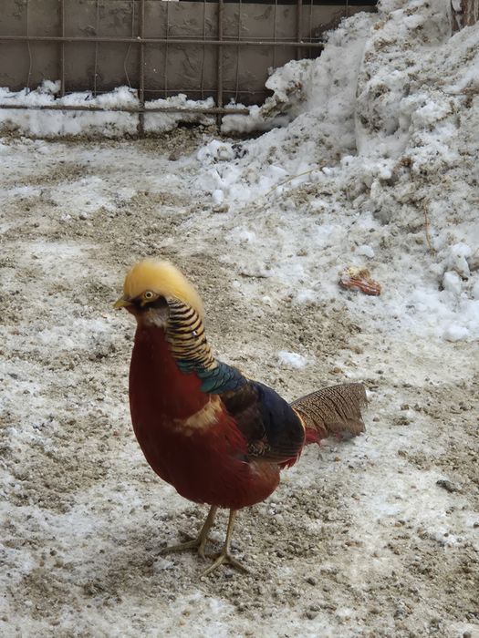 Păuni arlechin,fazani aiuriu pe rosu si cochinchina pitic!