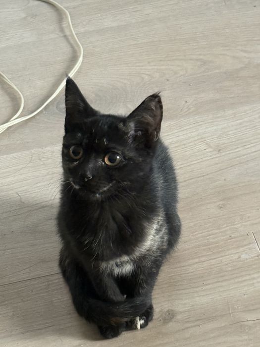 Котята ищут дом. Бесплатно