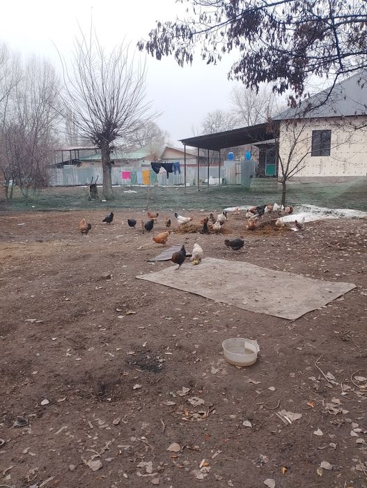 Куры Тауыктар...