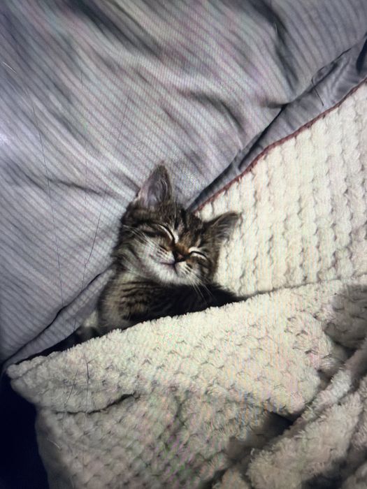 Котенок мальчик 2 месяца
