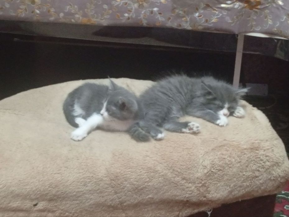 Продаются котята