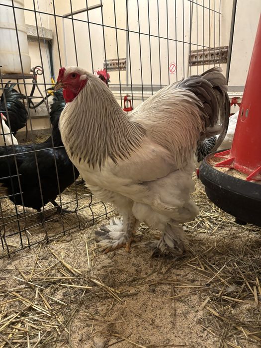 Cocos Brahma Herminat deschis Albastru