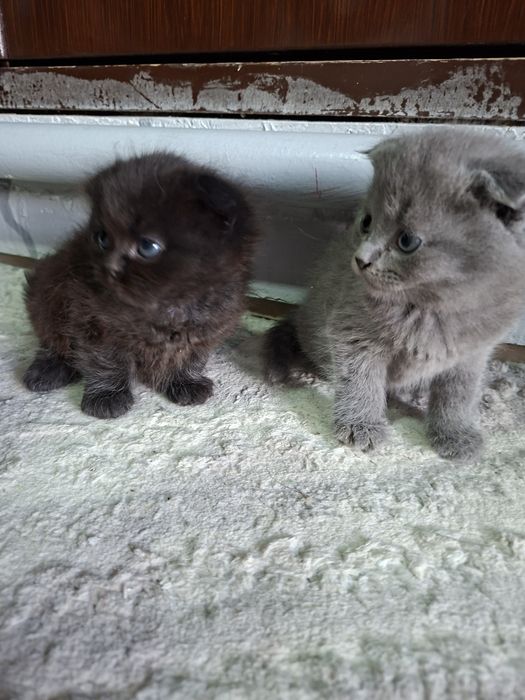 Продаются котята
