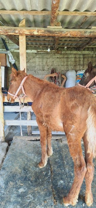 Тайлар 1 еркек 1 ургашы