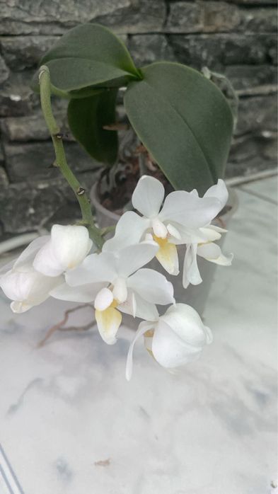 Орхидея в горшке домашняя