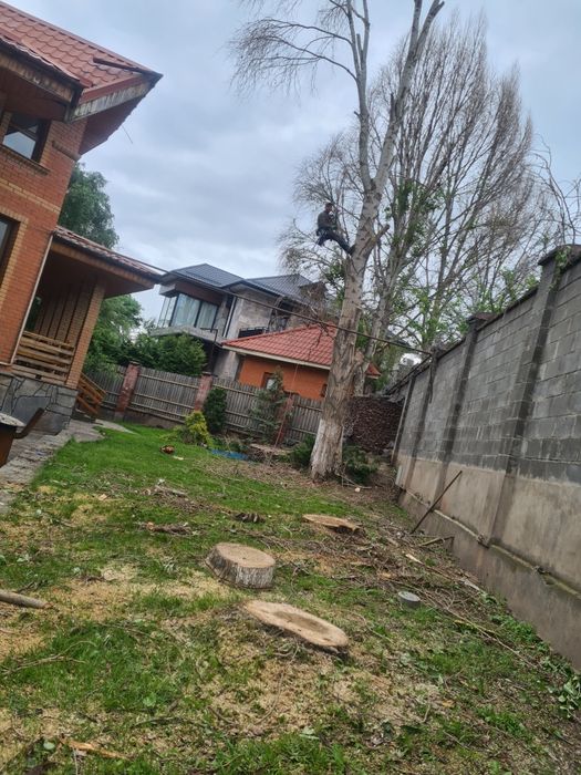 Спил деревев ағаш кесемыз