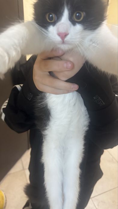 Кот бесплатно домашний
