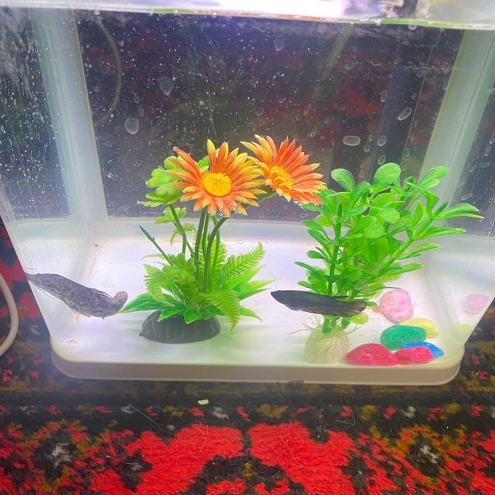 Petushok va Plisos baliqlar sotiladi