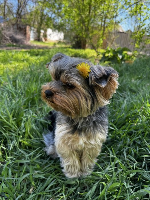 Йоркширский терьер вязка