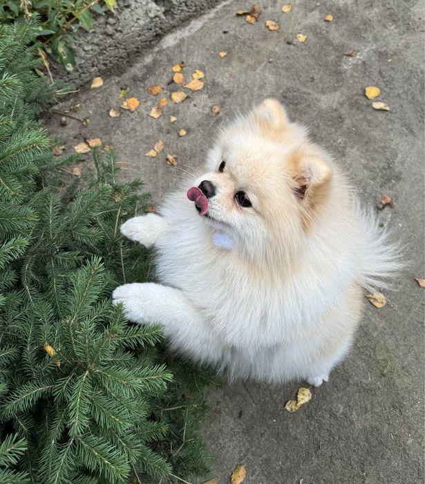 Немецкий малый шпиц для вязки