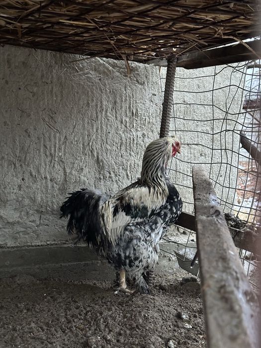 Brama xo‘roz sotiladi (yirik zot)