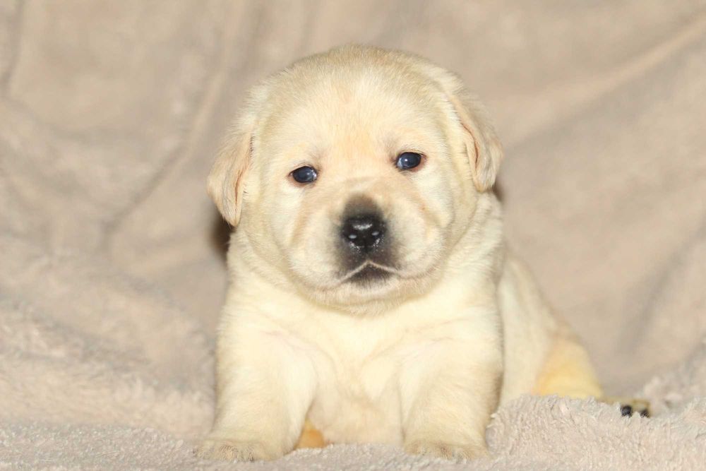 catel labrador calitate deosebita