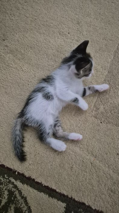Домашний котик (м)