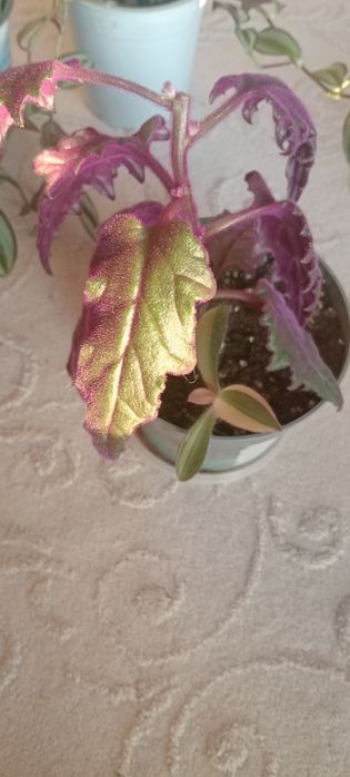 Комнатные цветы. От 500 тенге.