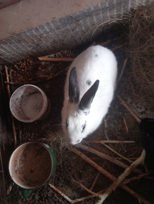 Здравствуйте срочно прода кроликов!!