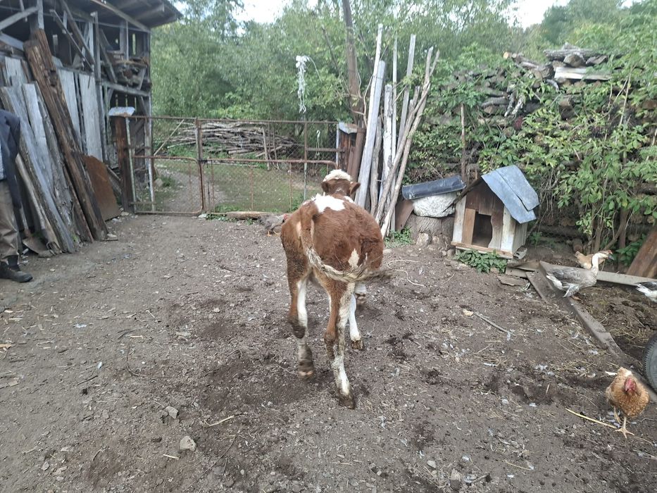 Vand vitea baltata romaneasca