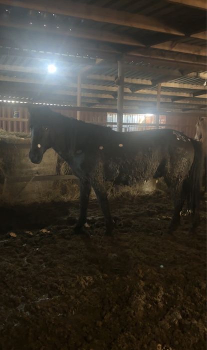 Жеребцы Кушумской породы