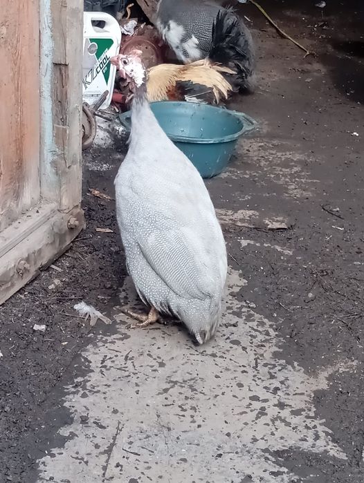 Продам цесарка самец