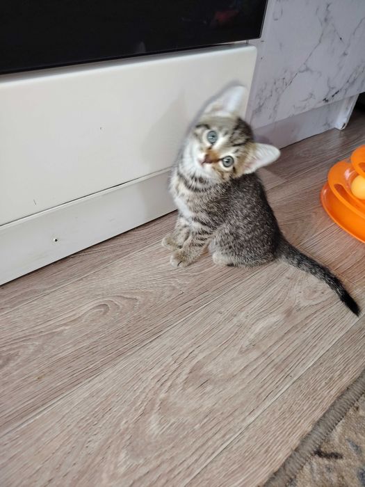 Отдам котёнка в добрые руки