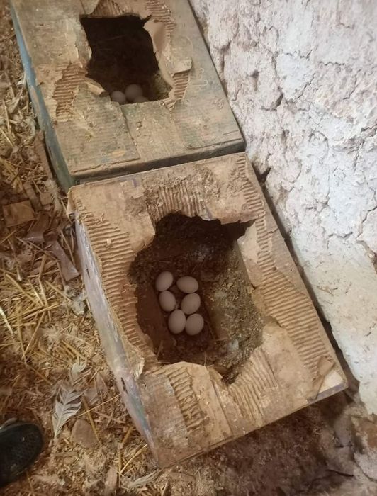 Куры Несушки Доставка