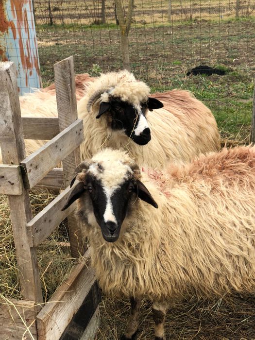 Vand mieluta brează