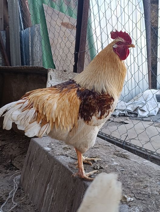 Цыплята Ломан-Браун