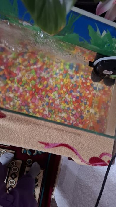 Продам рыбы. 3шт