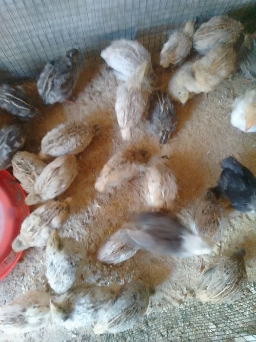 Pui prepeliță de vânzare