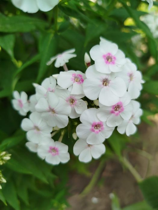 Продам флоксы кустами