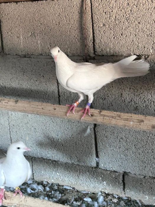Голуби бакинский шеракахвостые