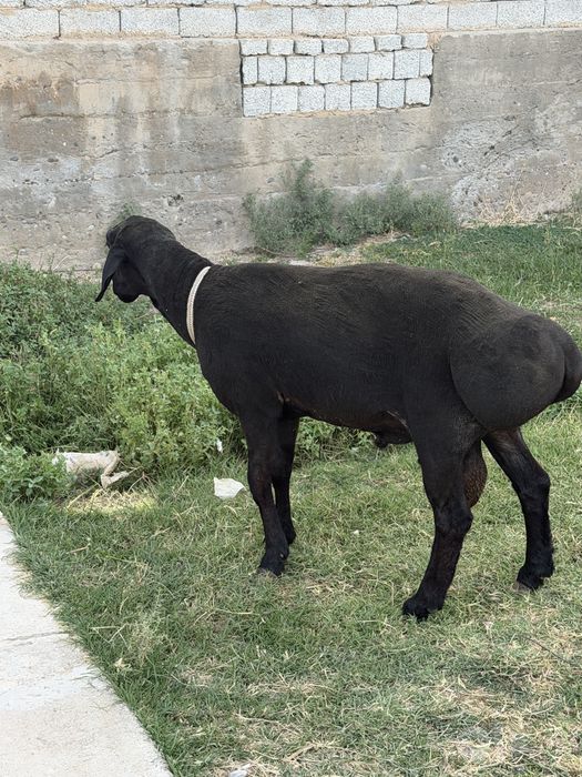 Qochqor sotiladi