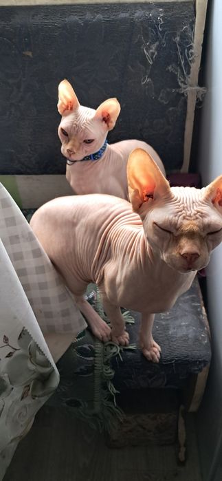 Ищем жениха  Сфинкс