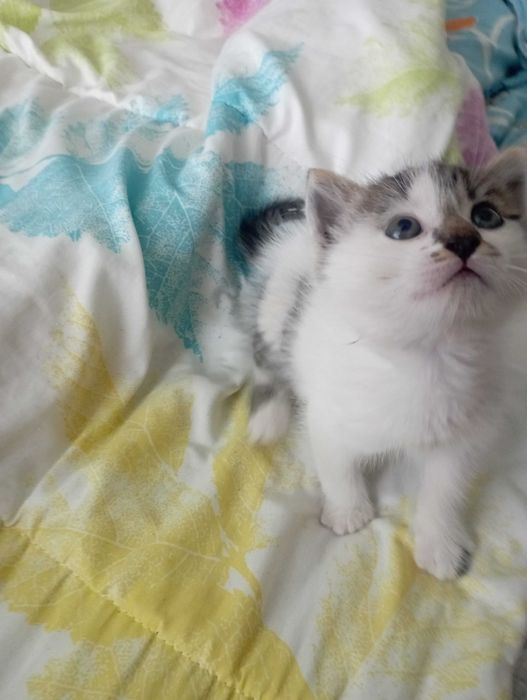 Подарявам коте