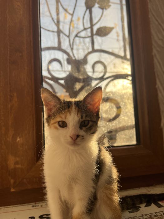 мушук боласи