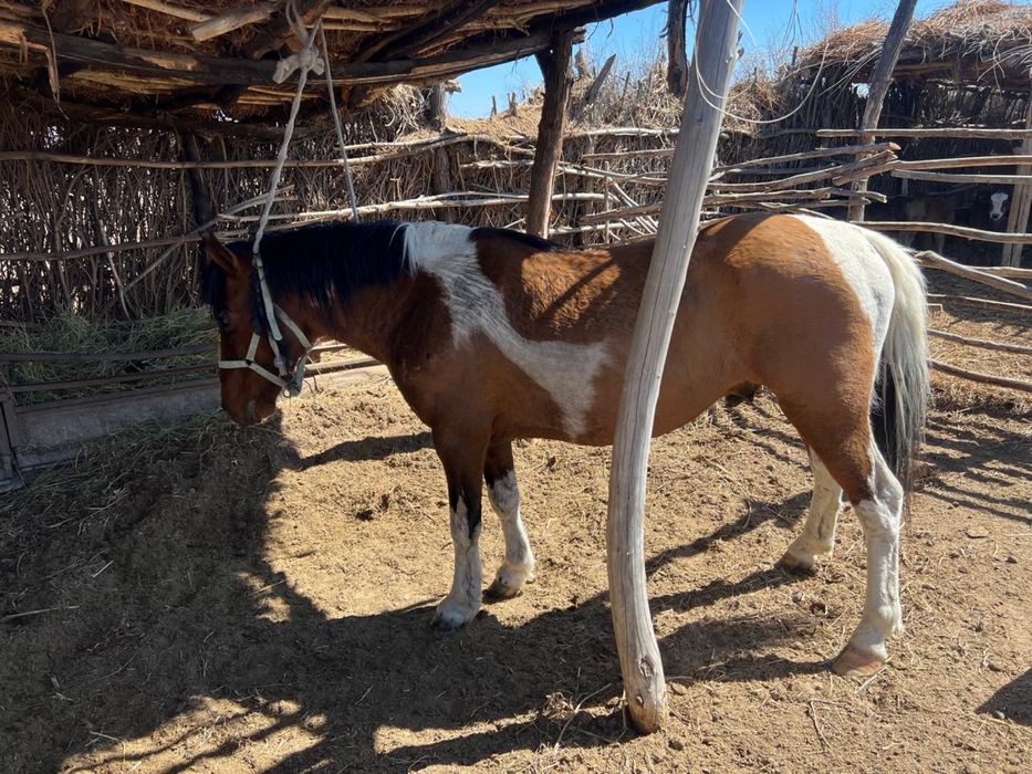 Айғыр сатылады 7 жасар