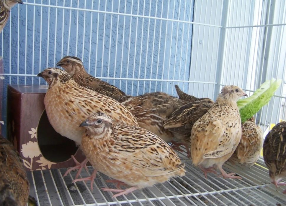 Беда хурозлари, тухумлари, зотдор жужалар сотилади