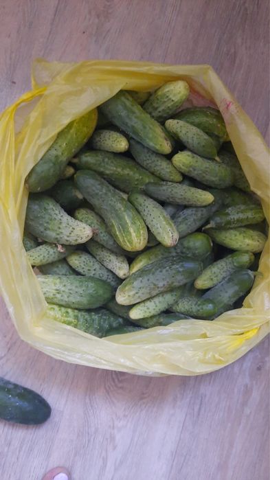 Продам дачные огурцы