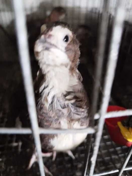 Vand oua de prepelita