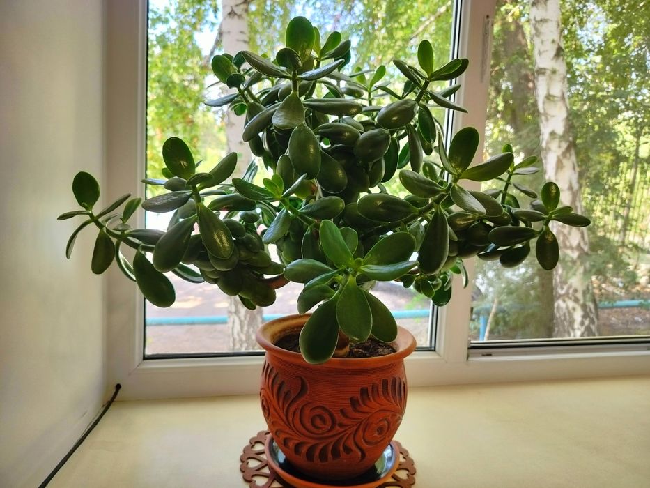 Денежное дерево, Толстянка, Крассула