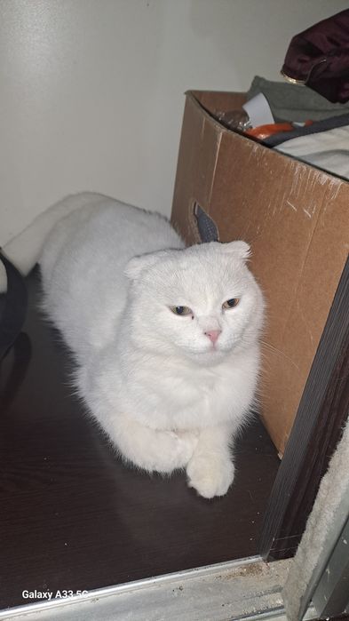 Mushuk soglom skot folt