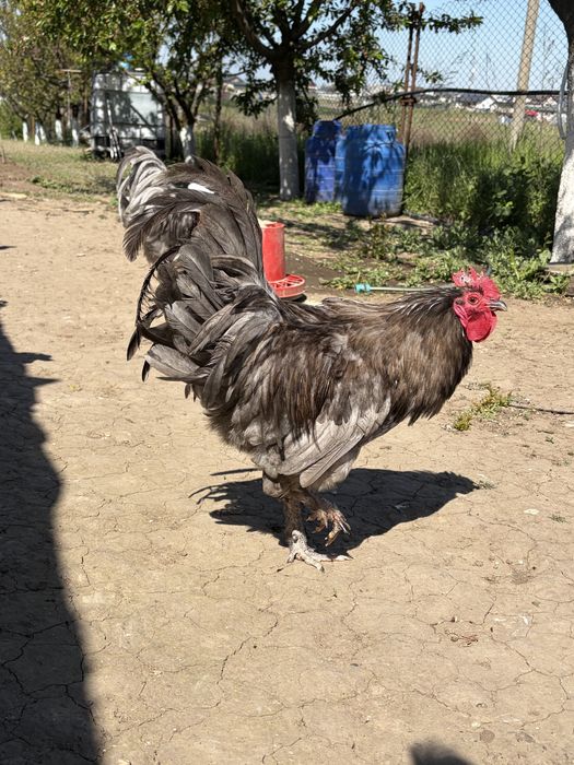 Vand Cocosi Brahma