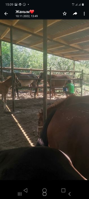 Саумал.Қымыз.Бағасы 1000тг.