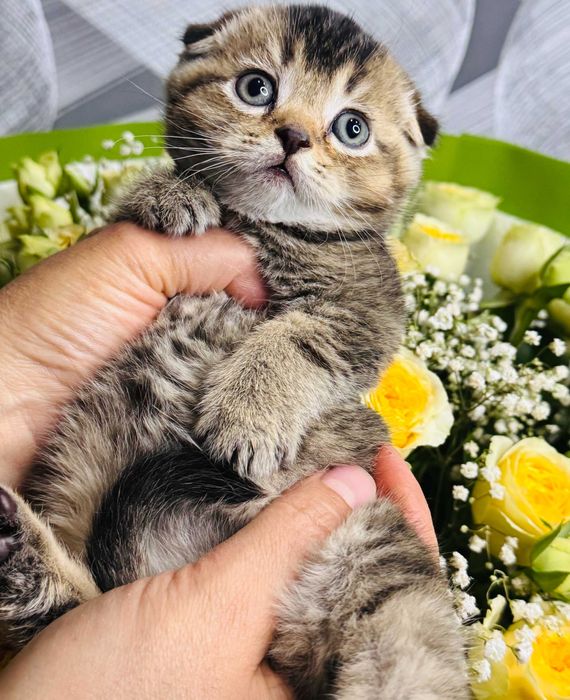 вислоушки плюшевые малыши