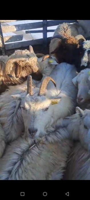 Продается Коза 13 штук