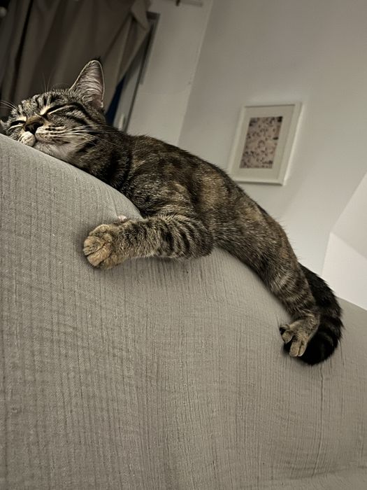 Отдам в добрые руки кошечку