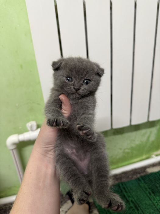 Готовятся к продаже