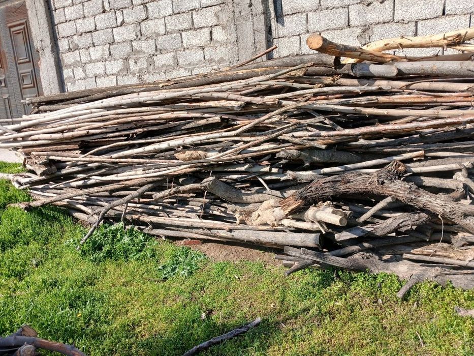 O'tin bor, somsachilar